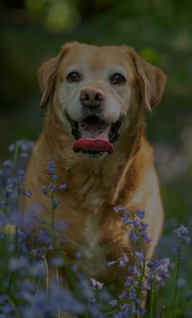 Best Friends Home Dog Boarding